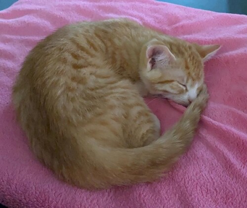 Ein Weihnachtswunder Fur Zulu Update 06 06 21 Tierheim Fulda Hunfeld E V