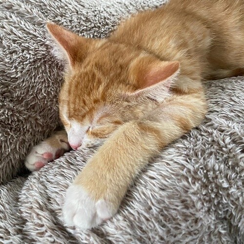 Ein Weihnachtswunder Fur Zulu Update 06 06 21 Tierheim Fulda Hunfeld E V