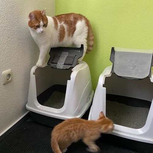 Ein Weihnachtswunder Fur Zulu Update 06 06 21 Tierheim Fulda Hunfeld E V