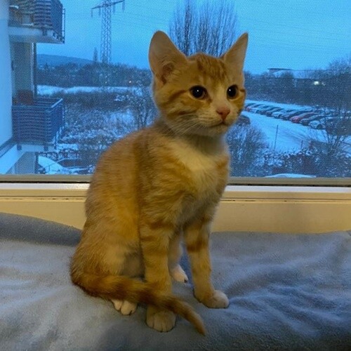 Ein Weihnachtswunder Fur Zulu Update 06 06 21 Tierheim Fulda Hunfeld E V