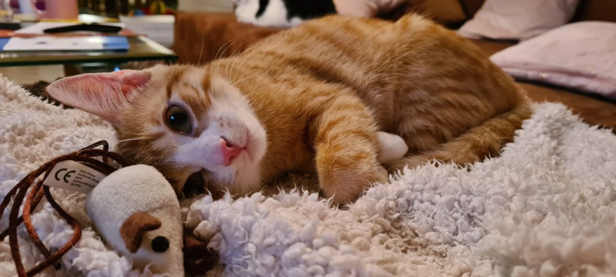 Ein Weihnachtswunder Fur Zulu Update 06 06 21 Tierheim Fulda Hunfeld E V